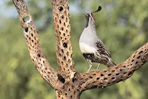 Images Dated 19th May 2015: USA, Arizona, Amado. Male Gambels quail on cholla cactus skeleton. Credit as