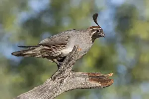 Images Dated 18th May 2015: USA, Arizona, Amado. Male Gambels quail on dead branch