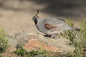 Images Dated 18th May 2015: USA, Arizona, Amado. Male Gambels quail perched on a rock
