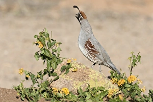 Images Dated 19th May 2015: USA, Arizona, Amado. Male Gambels quail on rock