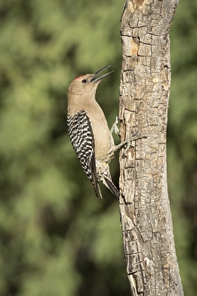 Images Dated 18th May 2015: USA, Arizona, Amado. Male gila woodpecker on dead tree trunk