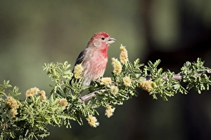 Images Dated 18th May 2015: USA, Arizona, Amado. Male house finch on branch