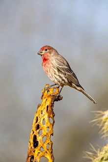 Arizona Prints: USA, Arizona, Amado. Male house finch on perch