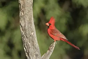 Images Dated 18th May 2015: USA, Arizona, Amado. Male northern cardinal on dead tree