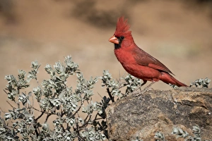 Images Dated 18th May 2015: USA, Arizona, Amado. Male northern cardinal on rock