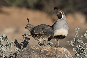 Images Dated 18th May 2015: USA, Arizona, Amado. A pair of Gambels quail on rock