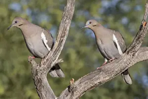 Images Dated 18th May 2015: USA, Arizona, Amado. Pair of white-winged doves perched on tree branch. Credit as