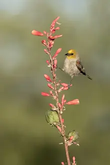 Images Dated 18th May 2015: USA, Arizona, Amado. Verdin perched on flowering stalk of hesperaloe