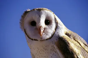 Rick Daley Prints: USA, Arizona, Arizona-Sonara Desert Museum. Barn Owl