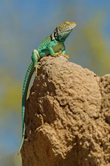 USA, Arizona, Arizona-Sonora Desert Museum