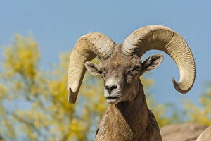 USA, Arizona, Arizona-Sonora Desert Museum
