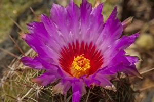 USA, Arizona, Arizona-Sonora Desert Museum