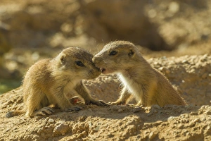 Images Dated 21st April 2015: USA, Arizona, Arizona-Sonora Desert Museum. Black-tailed prairie dog pups greeting