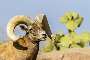 Images Dated 17th April 2018: USA, Arizona, Arizona-Sonora Desert Museum. Desert bighorn ram. Credit as: Cathy