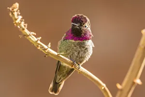 Images Dated 17th April 2018: USA, Arizona, Arizona-Sonora Desert Museum. Male Annas hummingbird displaying
