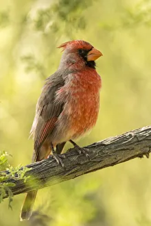USA, Arizona, Arizona-Sonora Desert Museum. Cardinal-pyrrhuloxia hybrid bird. Credit as