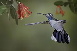 Hovering Prints: USA, Arizona. A blue-throated hummingbird hovering by some Honeysuckle blooms. Credit as