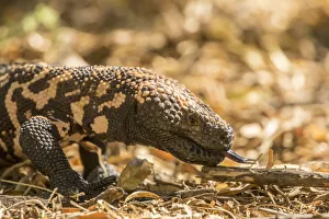 USA, Arizona, Boyce Thompson Arboretum State Park. Gila monster walking. Credit as