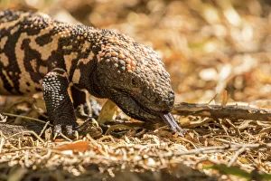 Animals Gallery: USA, Arizona, Boyce Thompson Arboretum State Park. Gila monster walking. Credit as