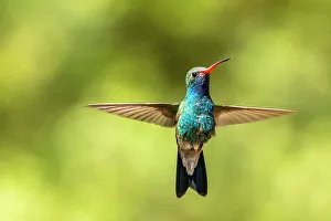 Hummingbird Prints: USA, Arizona. Broad-billed hummingbird in flight