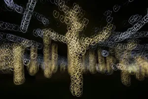 Lighting Prints: USA, Arizona, Buckeye. Abstract of decorated trees at night during Christmas