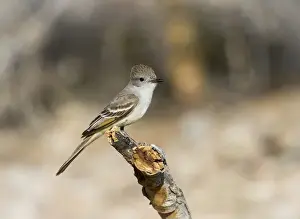 Stump Prints: USA, Arizona, Buckeye. An ash-throated flycatcher on stump