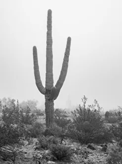 Sonora Desert Prints: USA, Arizona, Buckeye. Black and white of saguaro cactus in fog