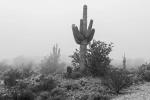 Images Dated 5th February 2020: USA, Arizona, Buckeye. Black and white of saguaro cactus in fog