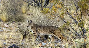 Buckeye Prints: USA, Arizona, Buckeye. Bobcat in Sonoran Desert