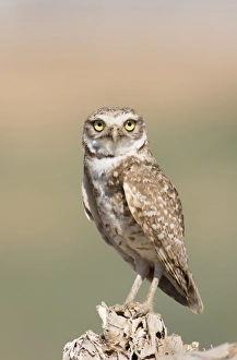 Stump Prints: USA, Arizona, Buckeye. Burrowing owl close-up