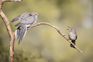 Buckeye Prints: USA, Arizona, Buckeye. Curve-billed thrasher and mourning dove on branch. Credit as