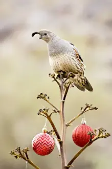Buckeye Prints: USA, Arizona, Buckeye. Gambels quail atop a decorated agave stalk at Christmas time