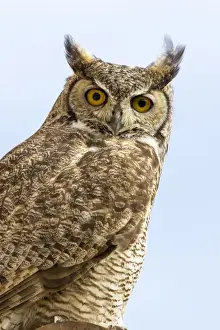 Buckeye Prints: USA, Arizona, Buckeye. Great horned owl perched on house