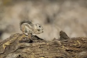 Squirrel Prints: USA, Arizona, Buckeye. Harriss antelope squirrel on log