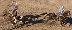 Images Dated 24th January 2015: USA, Arizona, Buckeye, Hellzapoppin Arena. Two cowboys roping steer at rodeo. Credit as