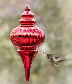 Buckeye Prints: USA, Arizona, Buckeye. Male Annas hummingbird inspects red Christmas ornament