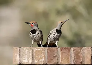 Buckeye Prints: USA, Arizona, Buckeye. Male and female gilded flicker on brick wall