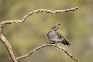Buckeye Prints: USA, Arizona, Buckeye. Male Gambels quail on branch