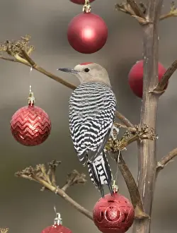 Images Dated 22nd December 2015: USA, Arizona, Buckeye. Male gila woodpecker on decorated stalk at Christmas time
