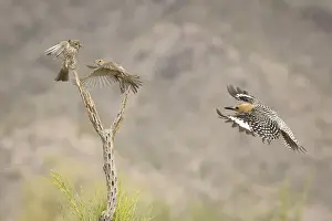 Images Dated 8th June 2015: USA, Arizona, Buckeye. Male gila woodpecker and female house finches