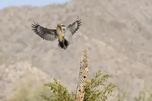 Images Dated 11th June 2015: USA, Arizona, Buckeye. Male gila woodpecker landing on cholla skeleton. Credit as
