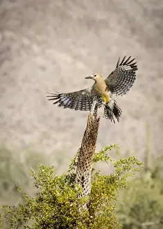 Images Dated 15th June 2015: USA, Arizona, Buckeye. Male gila woodpecker lands on cholla skeleton. Credit as