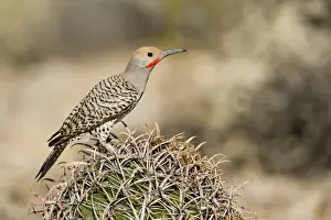 Buckeye Prints: USA, Arizona, Buckeye. Male gilded flicker on barrel cactus