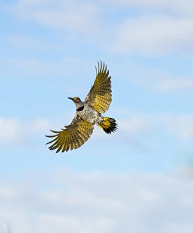 Buckeye Prints: USA, Arizona, Buckeye. Male gilded flicker in flight