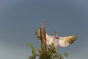 Images Dated 15th June 2015: USA, Arizona, Buckeye. Male gilded flicker landing on cholla skeleton. Credit as