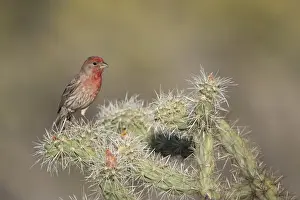 Buckeye Prints: USA, Arizona, Buckeye. Male house finch on pencil cholla cactus