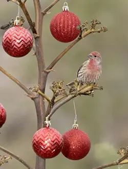 Images Dated 22nd December 2015: USA, Arizona, Buckeye. Male house finch perched on decorated agave stalk at Christmas time