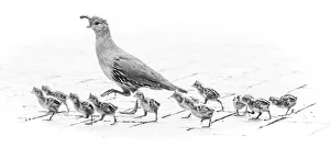 Images Dated 26th January 2021: USA, Arizona, Buckeye. Mother Gambels quail and newly hatched chicks
