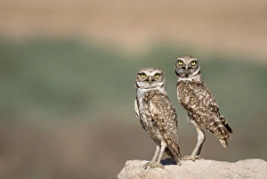 Buckeye Prints: USA, Arizona, Buckeye. A pair of burrowing owls