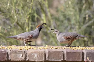 Buckeye Prints: USA, Arizona, Buckeye. Pair of Gambels quail feeding on brick wall